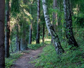 Miškai